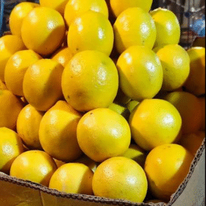 supplier Jeruk Lemon Import KITA SUPPLY