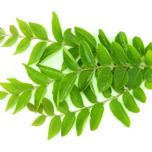 Daun Kari