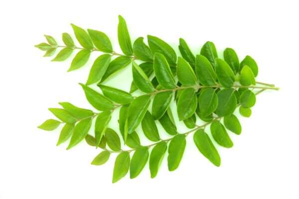 Daun Kari