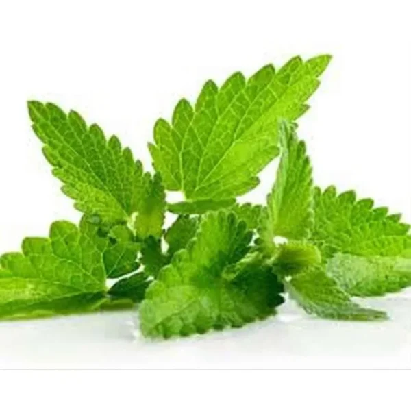 Daun Mint