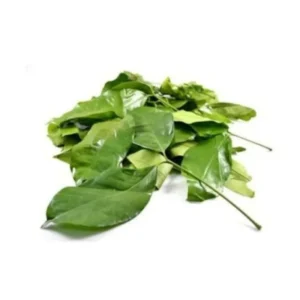 Daun Tangkil