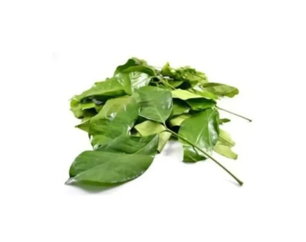 Daun Tangkil