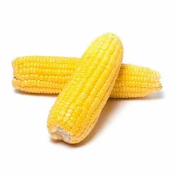 Jagung Manis