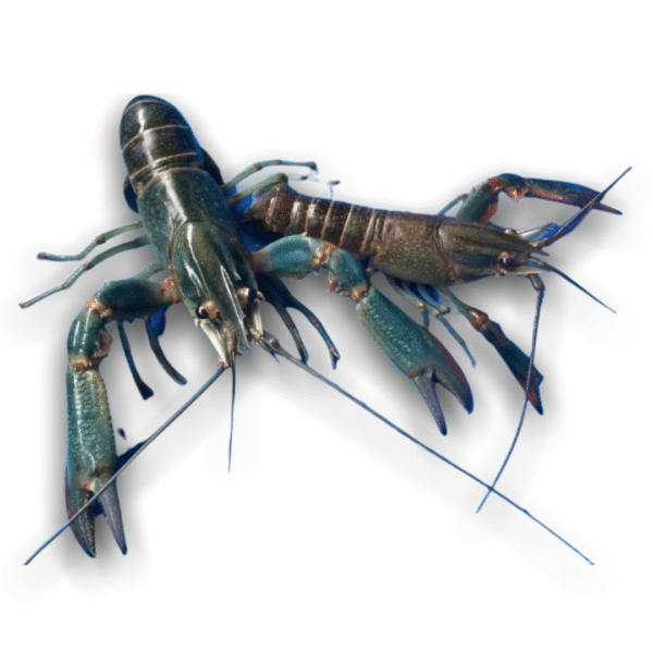Lobster Air Tawar