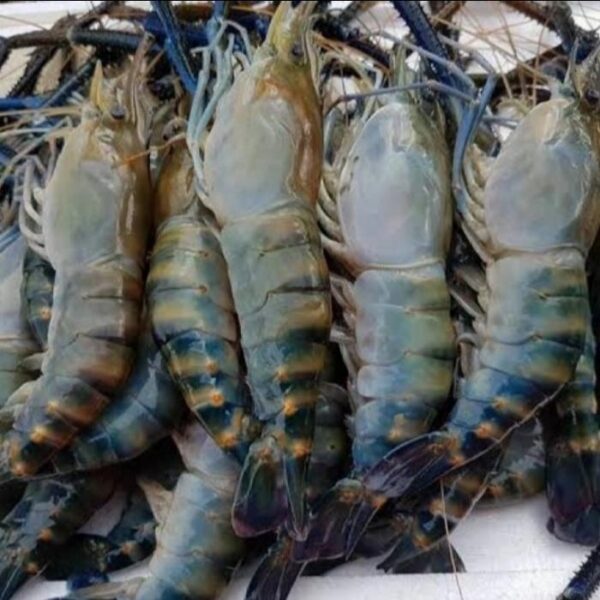 Udang Gala