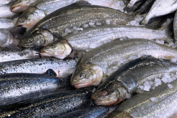 Ikan Salmon