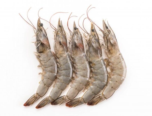 Udang